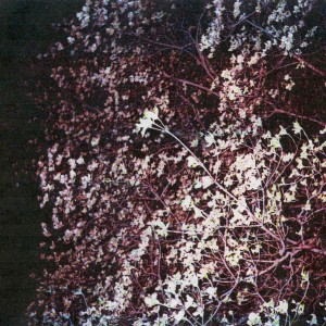 Ricky Eat Acid + Arrange release ‘Sketches’