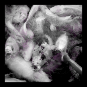 Fresh Cut: Spectre Waltz – ‘Northbrook’ EP