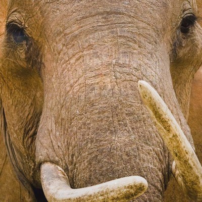 artworks-000037241396-6yp3vr-crop