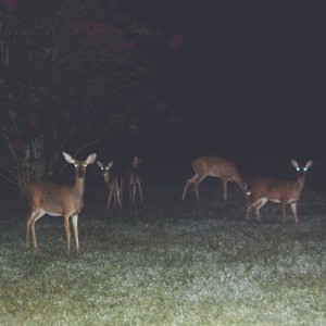 tumblr_mu1sygi81b1r7gjyco1_r1_500